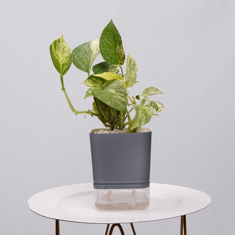 MONEY PLANT N JOY
