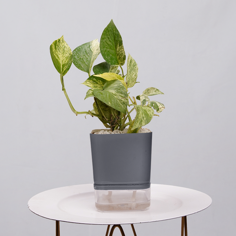 MONEY PLANT N JOY