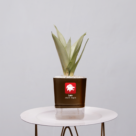 Sansevieria Moonlight