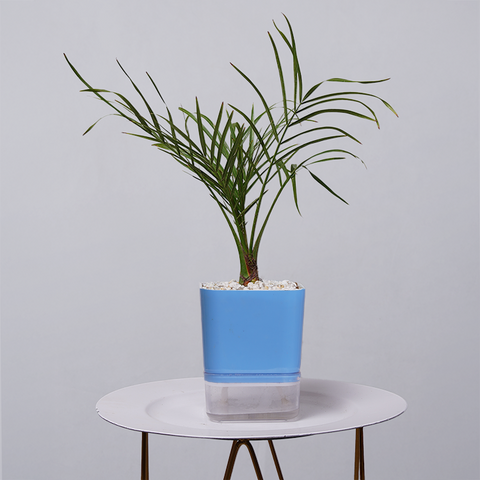 Areca  Golden Cane Palm
