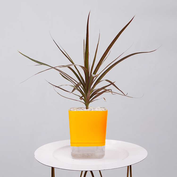 Dracaena Marginata (Dragon Tree)
