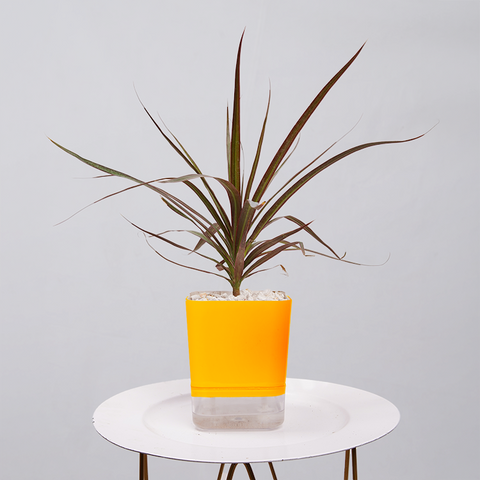 Dracaena Marginata (Dragon Tree)