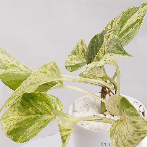 Money Plant Marble Queen