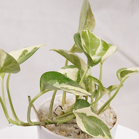 Money Plant Green (Pothos, Epipremnum aureum)