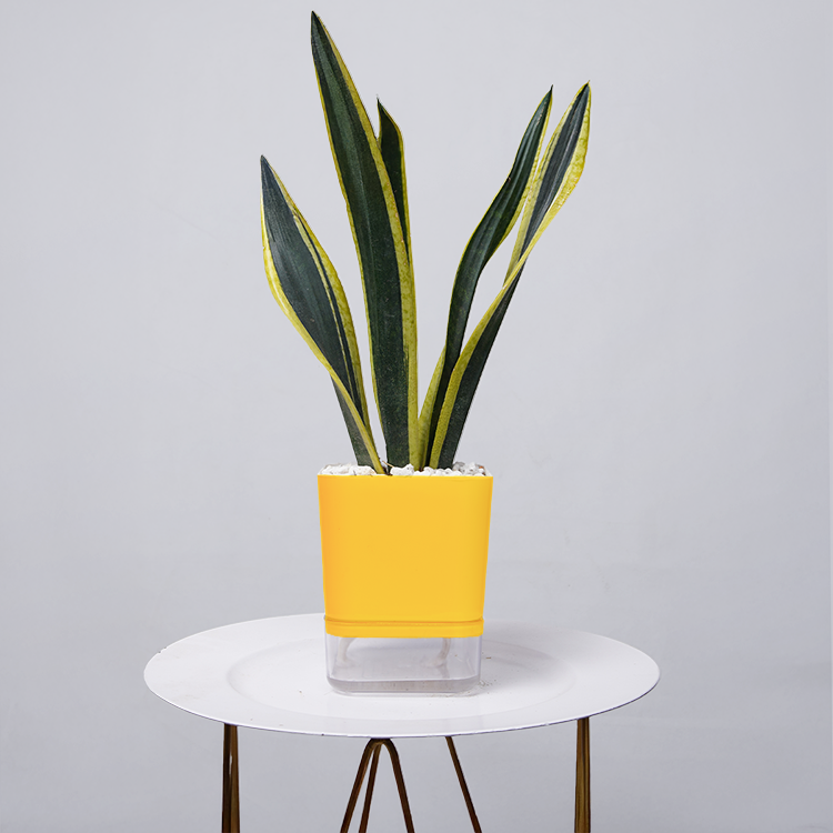 Snake Plant Dwarf Thai