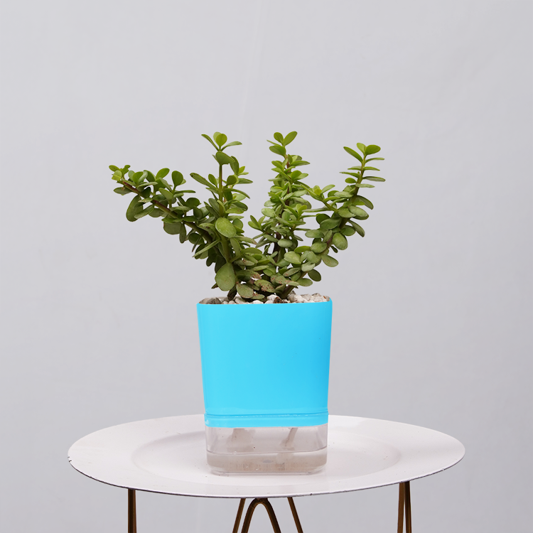 Jade Plant (Crassula ovata)