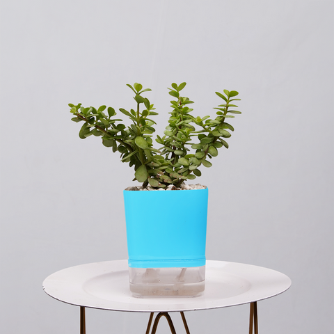 Jade Plant (Crassula ovata)