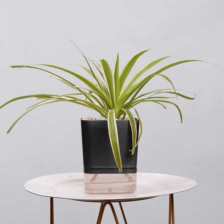 Dracaena marginata Madagascar multicolour