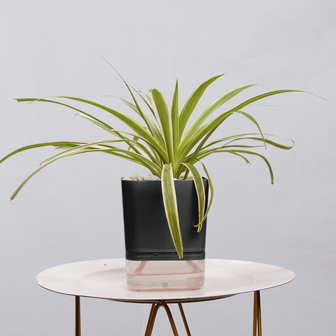 Dracaena marginata Madagascar multicolour