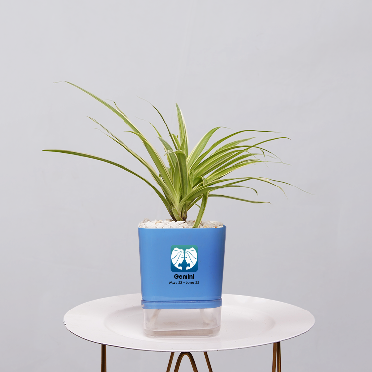 Spider Plant (Chlorophytum comosum)