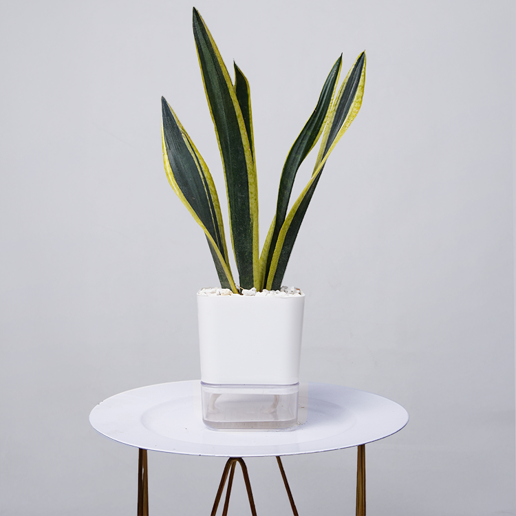 Snake Plant Dwarf Thai