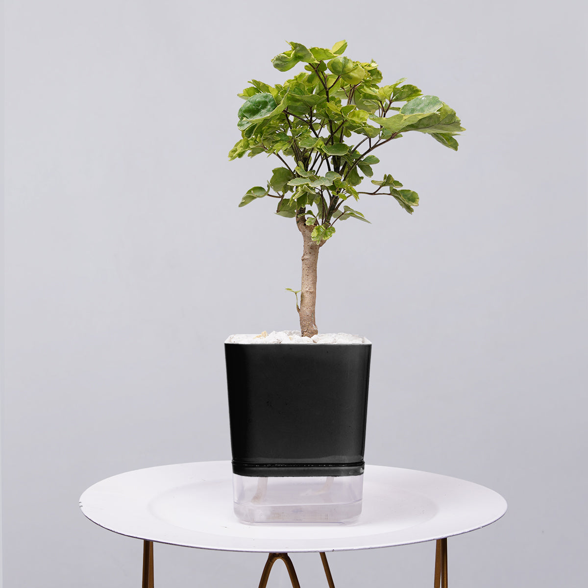 Ficus Bonsai