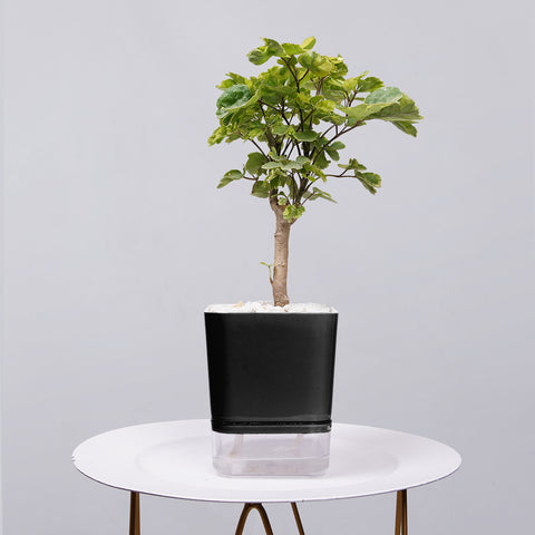 Ficus Bonsai