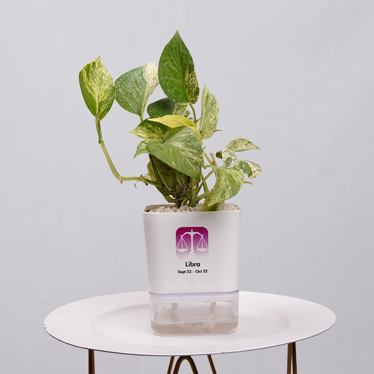 MONEY PLANT N JOY