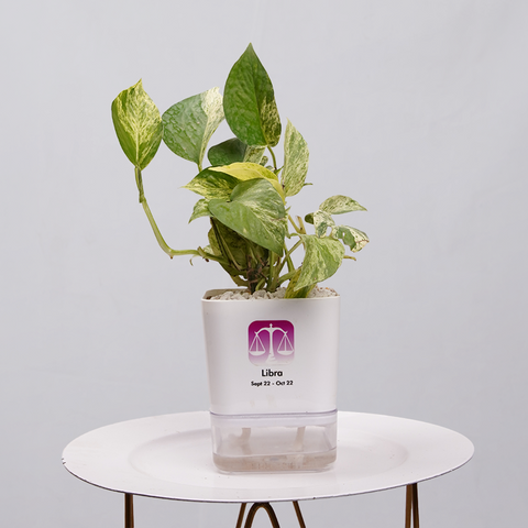 MONEY PLANT N JOY