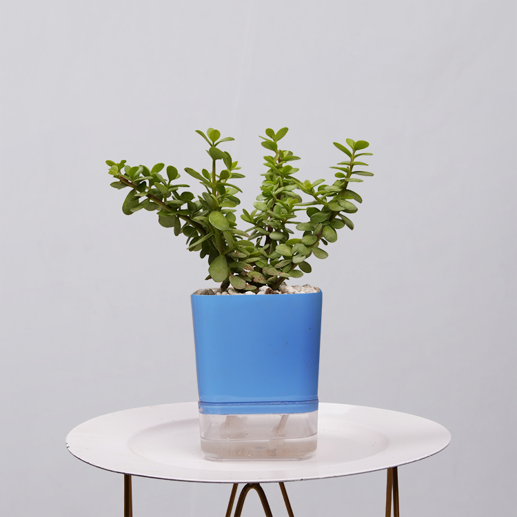 Jade Plant (Crassula ovata)