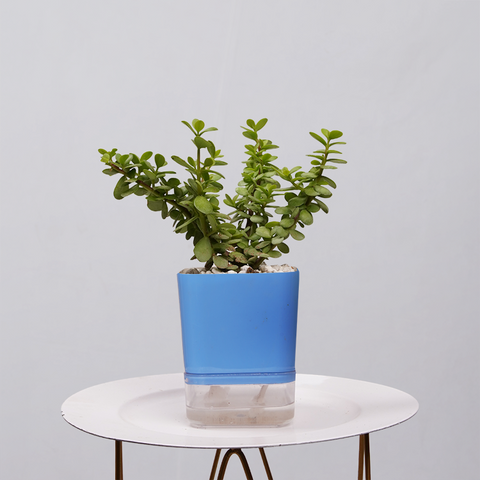 Jade Plant (Crassula ovata)