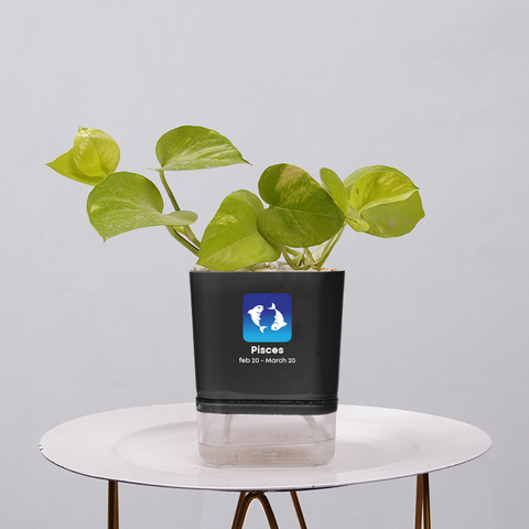 Money Plant Neon