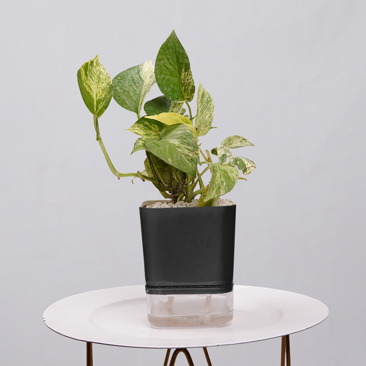 MONEY PLANT N JOY