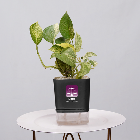 Money Plant Green (Pothos, Epipremnum aureum)