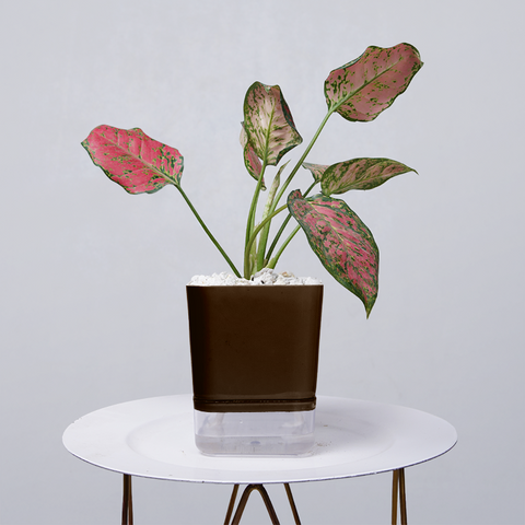 Aglaonema pink lipstick