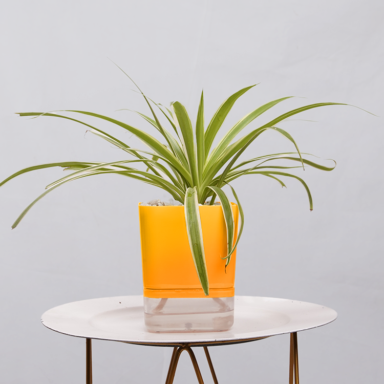 Dracaena marginata Madagascar multicolour