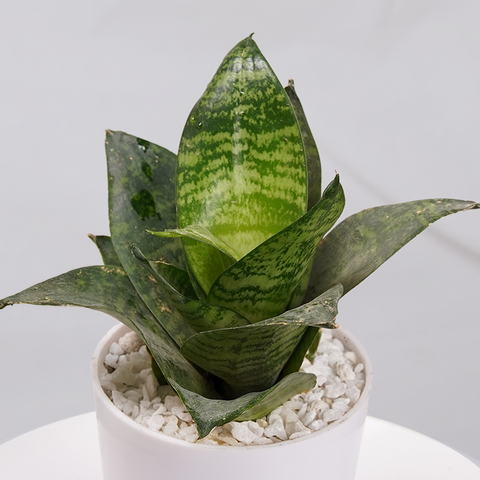 Snake Plant Bird’s Nest (Sansevieria Hahnii)