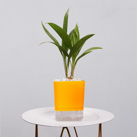 Coconut Palm Seedling