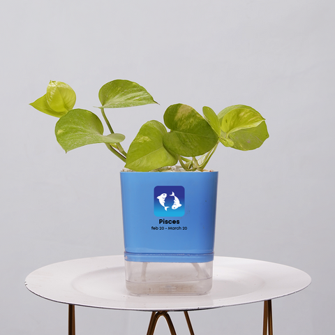 Money Plant Neon