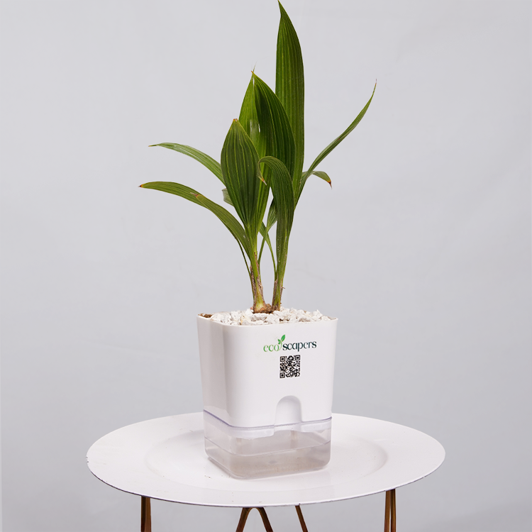 China Palm