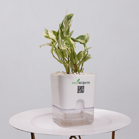 Money Plant Marble Queen