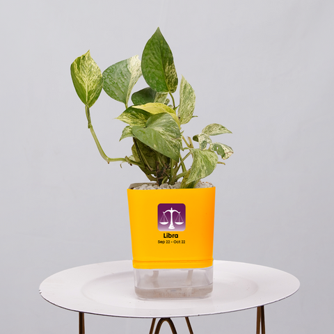 Money Plant Green (Pothos, Epipremnum aureum)