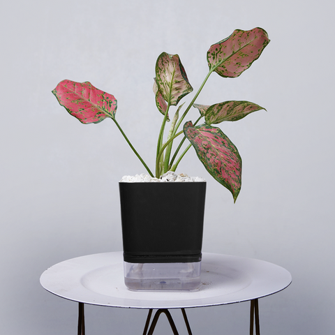 Aglaonema pink lipstick