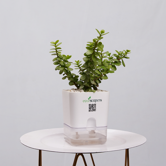 Jade Plant (Crassula ovata) 750