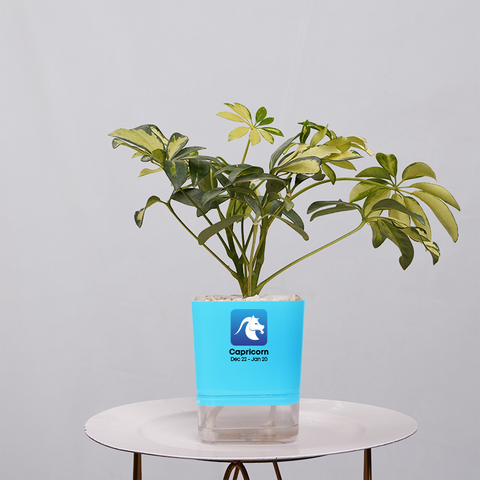 Shefflera (Umbrella Plant)