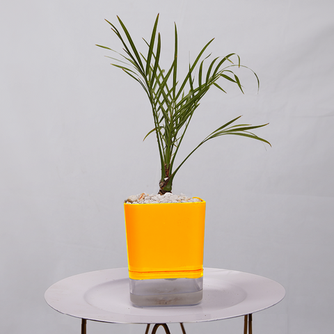 Phoenix Palm
