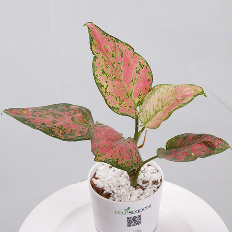 Aglaonema pink lipstick