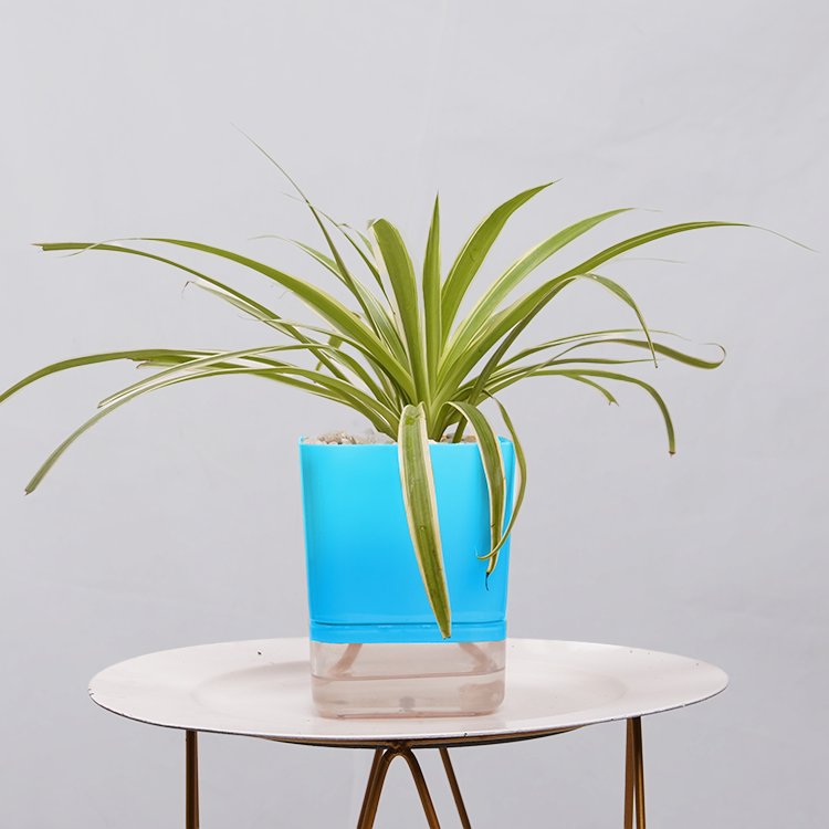 Dracaena marginata Madagascar multicolour