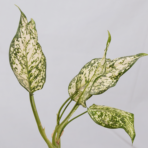 Aglaonema Snow white