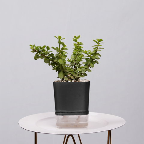 Jade Plant (Crassula ovata)
