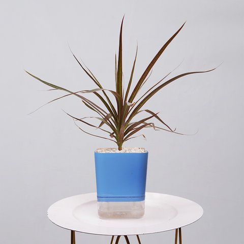 Dracaena Marginata (Dragon Tree)