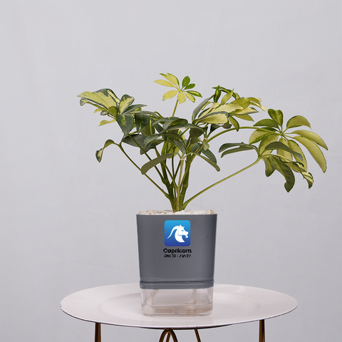 Shefflera (Umbrella Plant)