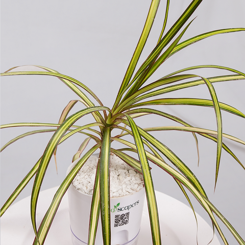 Dracaena marginata Madagascar multicolour