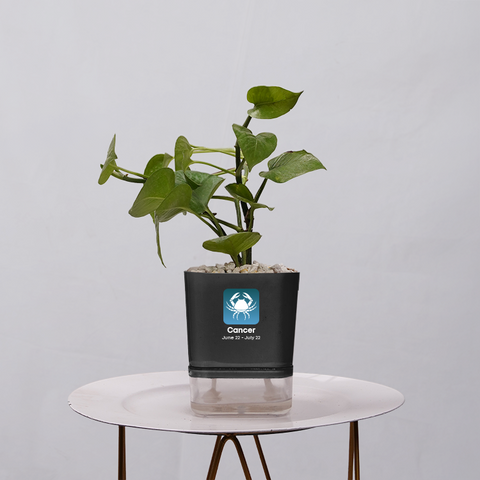 Money Plant Golden