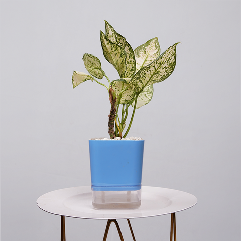 Aglaonema Snow white