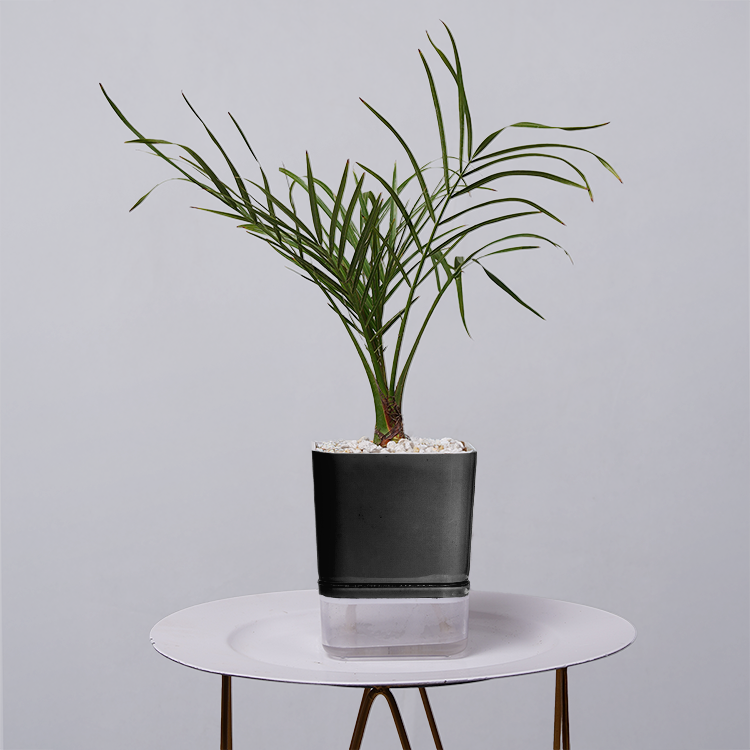 Areca  Golden Cane Palm