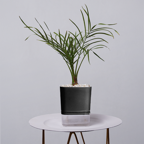 Areca  Golden Cane Palm