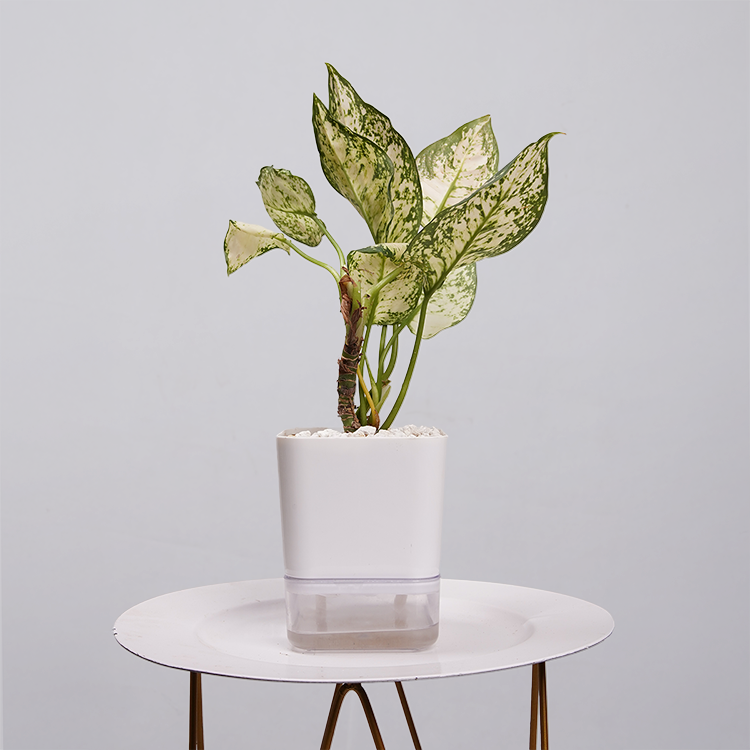 Aglaonema Snow white