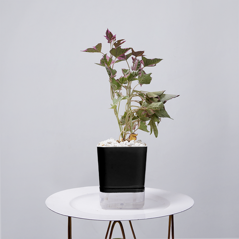 Sweet Potato Vine
