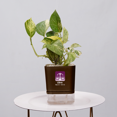Money Plant Green (Pothos, Epipremnum aureum)